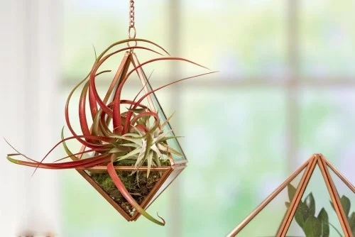 Zimmerpflanzen Luftpflanzen echte Attraktion schöne Farben dünne Blätter Glasgefäß