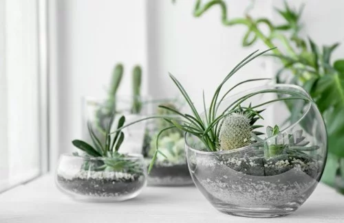 Zimmerpflanzen Sukkulenten in Glasgefäßen ein Terrarium selber machen