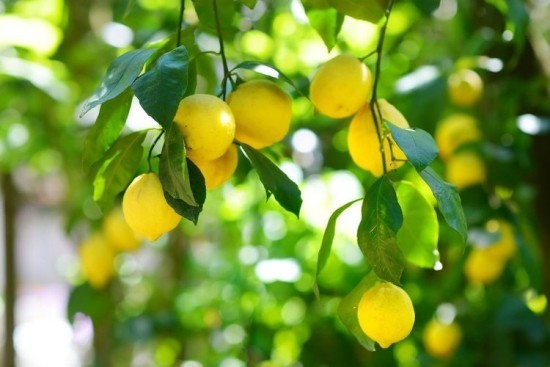 Zitronenbaum reife gelbe Früchte am Baum