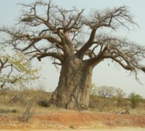 Warum ist die Baobab Frucht gesund und wie kann man sie zubereiten?
