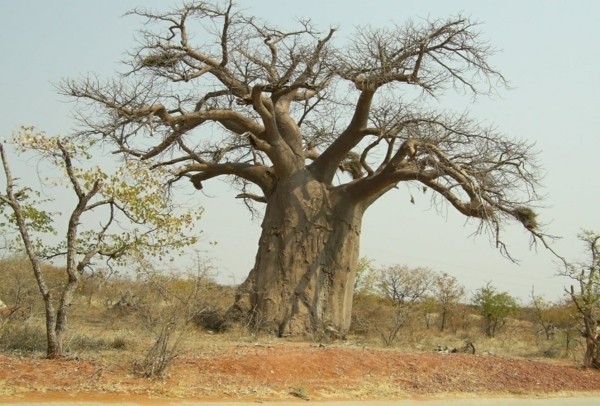 baobab frucht großer baum-resized