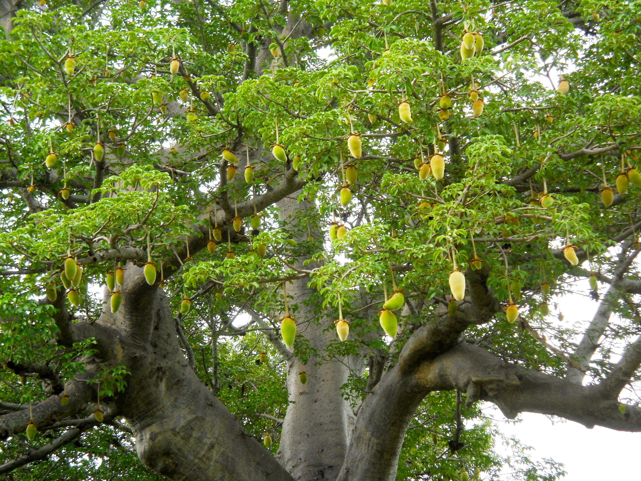 Warum ist die Baobab Frucht gesund und wie kann man sie