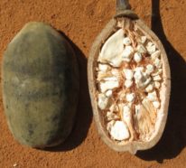 Warum ist die Baobab Frucht gesund und wie kann man sie zubereiten?