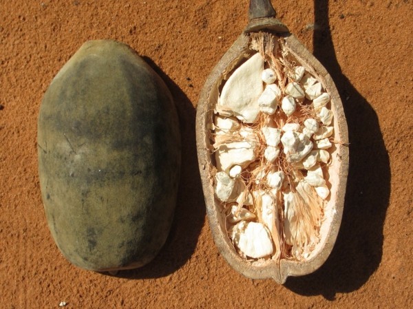 baobab frucht trocken für pulver-resized