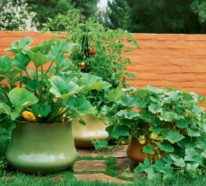 Blumenkübel bepflanzen: Kurzanleitung und beste Tipps für dauerhafte Bepflanzung