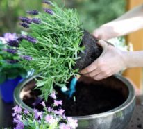 Blumenkübel bepflanzen: Kurzanleitung und beste Tipps für dauerhafte Bepflanzung