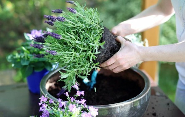 blumenkübel bepflanzen lavendel