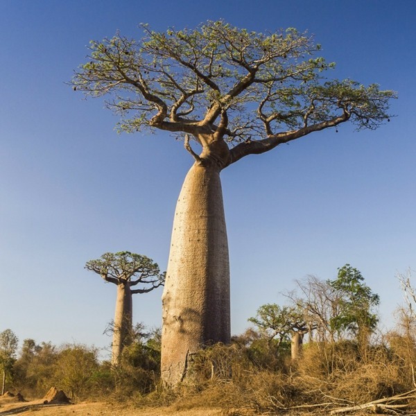riesiger affenbrotbaum in der savana-resized