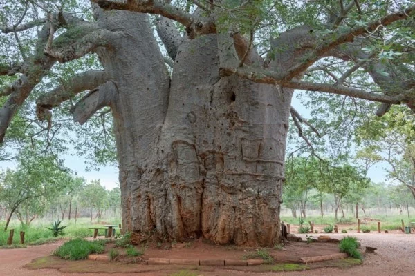 riesiger baobab baum in afrika-resized