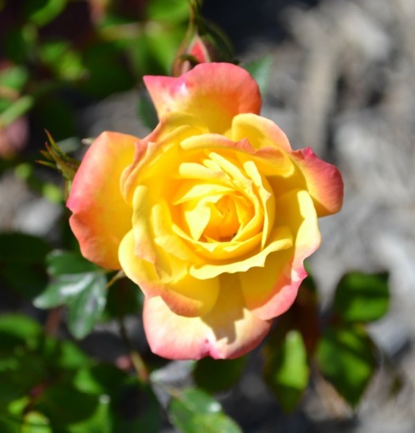rosen vermehren durch stecklinge im sommer