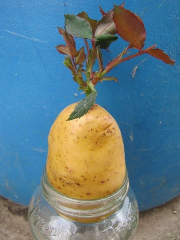 rosen vermehren mit kartoffeln