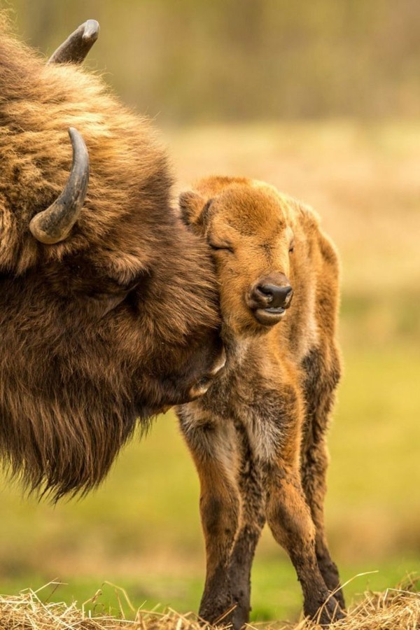 25 süße Tierbilder, die einem die Laune sofort bessern