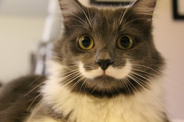 süße Tierbilder katze mit mustache