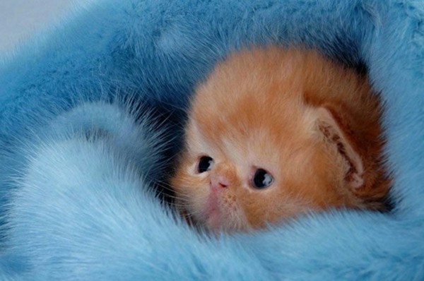 süße Tierbilder katzenbaby