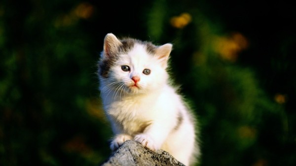 süße Tierbilder kleine katze