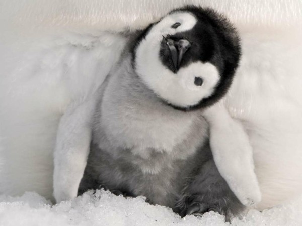 süße Tierbilder pinguine