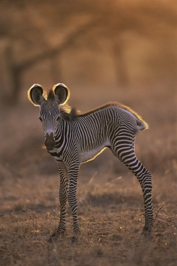 süße Tierbilder welpenhund zebra