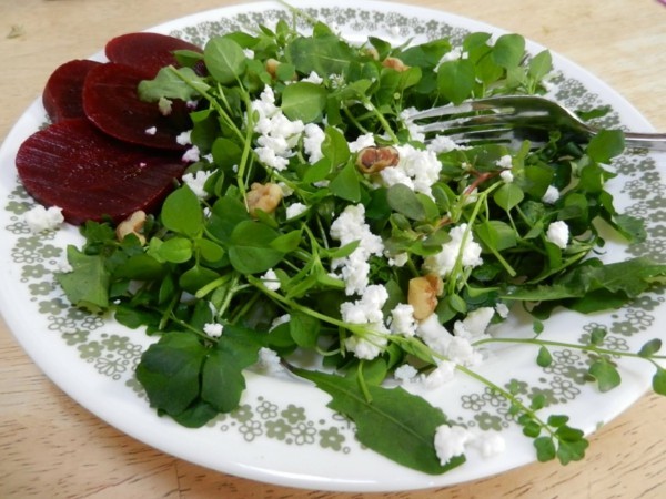 vogelmiere salat mit rote bete unkräuter