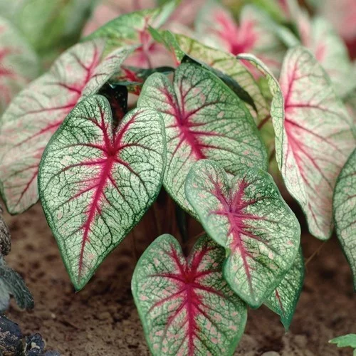 Attraktive Gartenpflanzen mit mehrfarbigen Blättern Caladium auch Buntblatt genannt