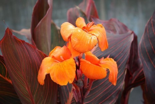 Gartenpflanzen Canna schön geformte dunkle Blätter und orangenfarbige Blüten