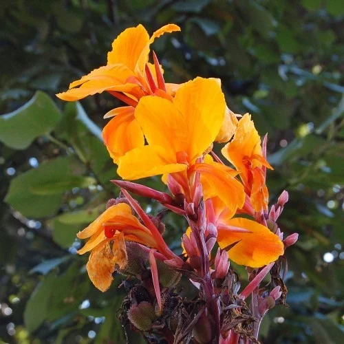 Gartenpflanzen mit buntem Laub Canna wunschschöne Blüten in Orange