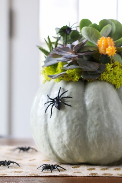 Halloween Deko Kürbis Blumentopf Sukkulenten schwarze Spinnen