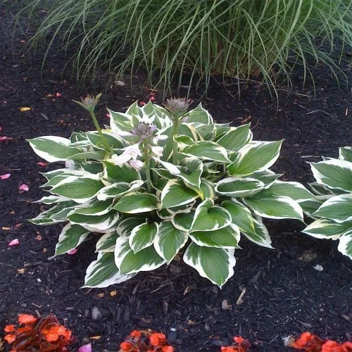 Interessante Gartenpflanzen Hosta grün-weiß gemusterte Blätter richtiger Blickfang im Garten