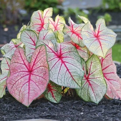 Schöne Gartenpflanzen Caladium bunt gefärbte Blätter Blickfang im Garten ein Phänomen in der Natur