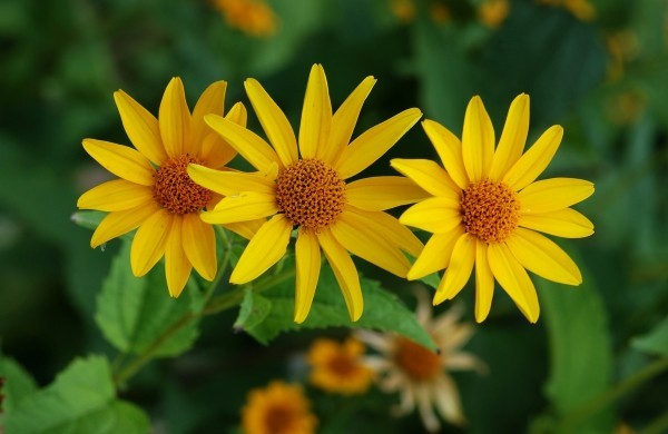Sonnenauge gelb strahlt Optimismus aus schöne Herbstblumen