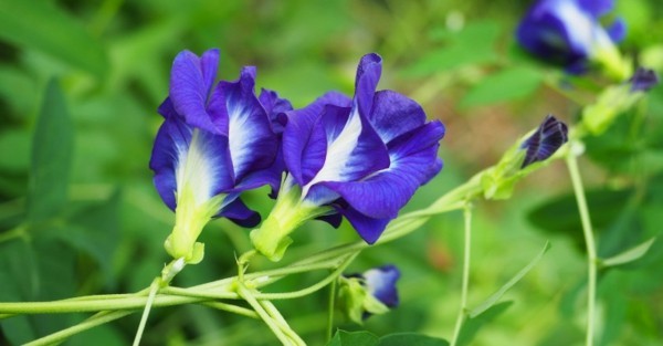 blaues getränk butterfly pea