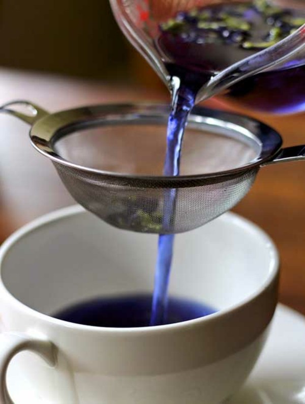 blaues getränk tee clitoria ternatea