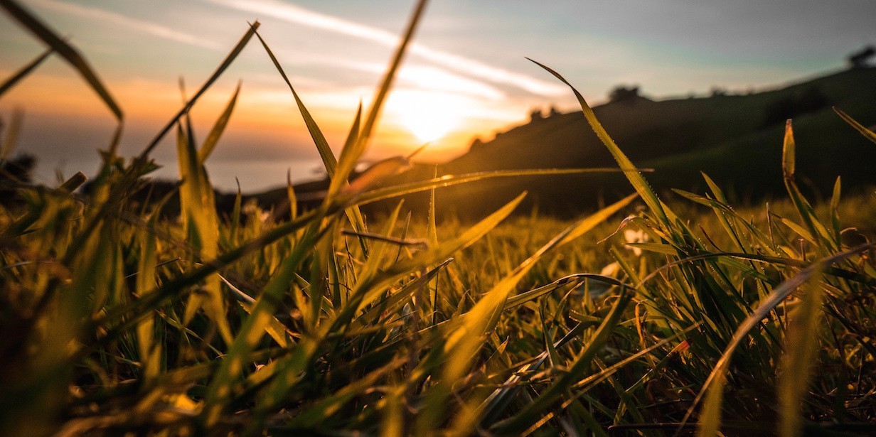 Wie lässt sich der Rasen bei extremer Trockenheit erhalten?