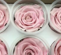 So können Sie Ihre Rosen konservieren – 3 einfache Methoden und praktische Tipps