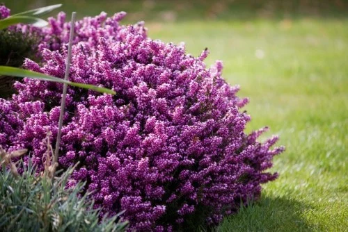 Attraktive Zierpflanze schöne violette Blüten echter Blickfang