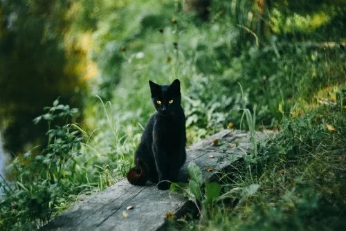Schwarze Katze am see