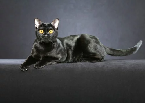Schwarze Katze bombay standard