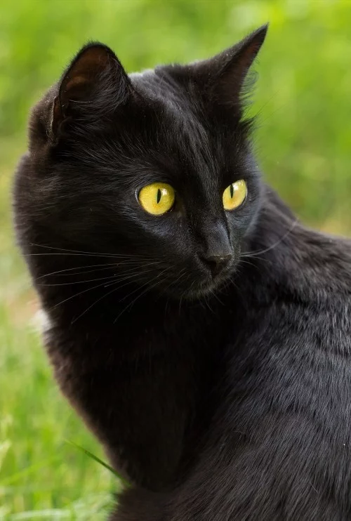 Schwarze Katze bombay