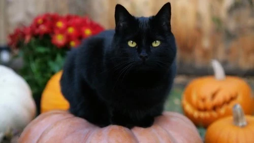 Schwarze Katze halloween