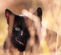 Schwarze Katze adoptieren und sich als Glückspilz zählen
