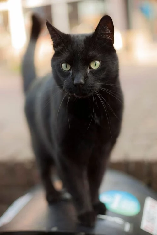 Schwarze Katze kater