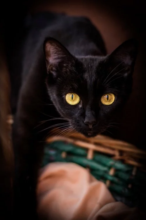 Schwarze Katze korb