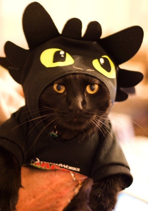 Schwarze Katze kostüm