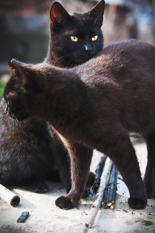 Schwarze Katze paar