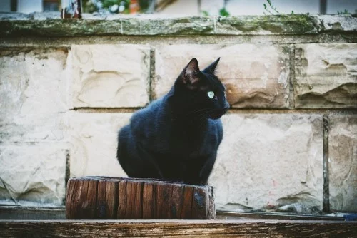 Schwarze Katze schön