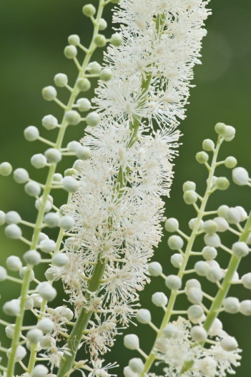 Weiße Blüten schöne Zierpflanze