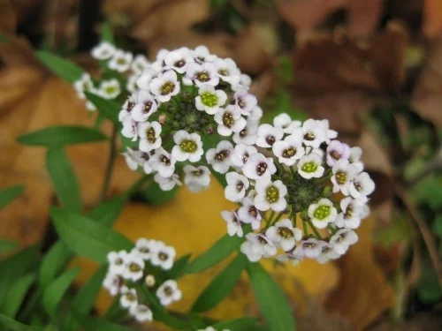 Zierpflanze Steinkraut attraktive Blüte honigähnlicher Duft