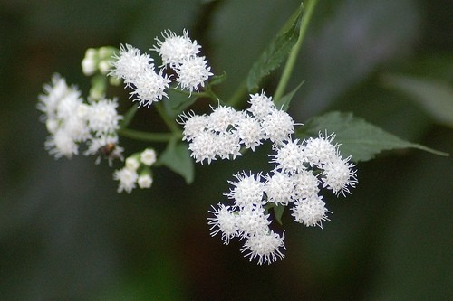 Zierpflanze Steinkraut attraktive Blüte