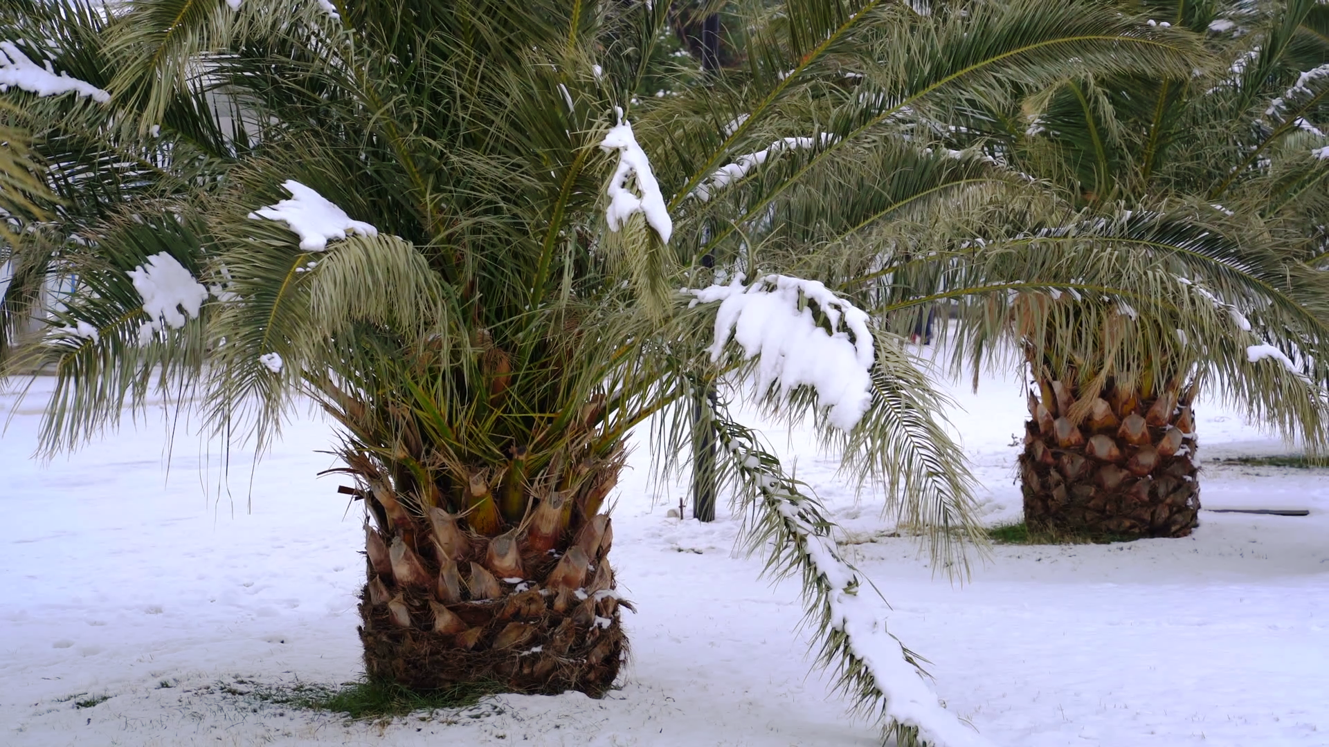 5 winterharte Palmen für nachhaltiges Gartengrün - Fresh Ideen für das