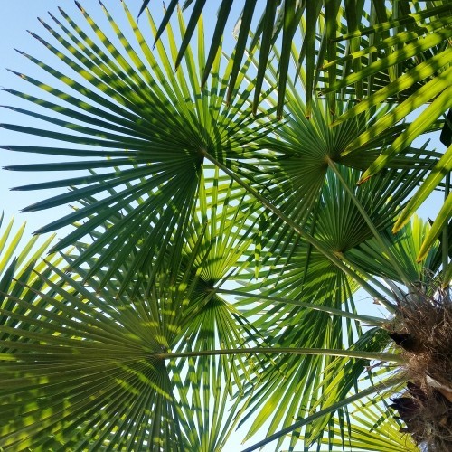 winterharte Palmen blätter