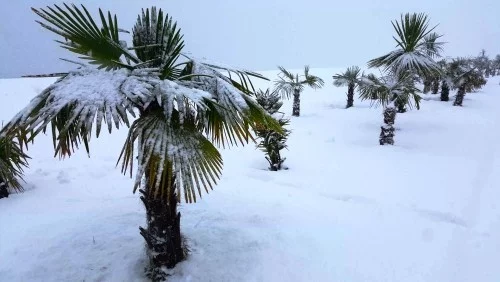 winterharte Palmen feld